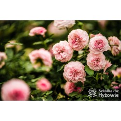 Larissa® pełny kwiat, jasnoróżowej barwy. Średniej wysokości  krzew