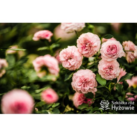 Larissa® pełny kwiat, jasnoróżowej barwy. Średniej wysokości  krzew