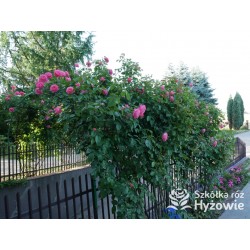 Rosanna® Duży, mocno pełny kwiat, o różowo-łososiowej barwie, przyjemnym zapachu. Wysoki krzew.