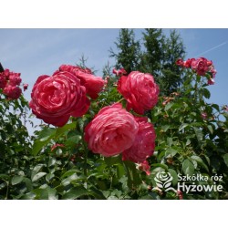 Rosanna® Duży, mocno pełny kwiat, o różowo-łososiowej barwie, przyjemnym zapachu. Wysoki krzew.