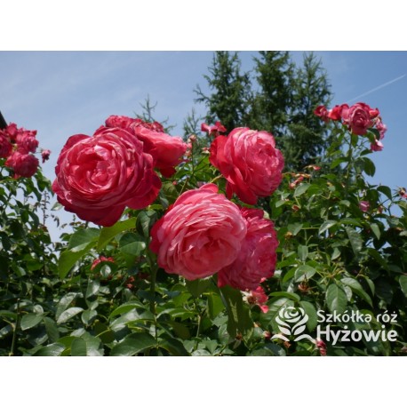 Rosanna® Duży, mocno pełny kwiat, o różowo-łososiowej barwie, przyjemnym zapachu. Wysoki krzew.