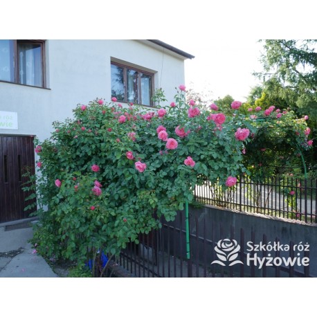 Rosanna® Duży, mocno pełny kwiat, o różowo-łososiowej barwie, przyjemnym zapachu. Wysoki krzew.