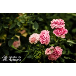 Larissa® pełny kwiat, jasnoróżowej barwy. Średniej wysokości  krzew