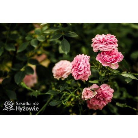 Larissa® pełny kwiat, jasnoróżowej barwy. Średniej wysokości  krzew