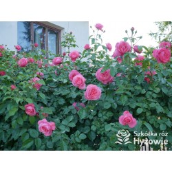 Rosanna® Duży, mocno pełny kwiat, o różowo-łososiowej barwie, przyjemnym zapachu. Wysoki krzew.