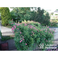 Rosanna® Duży, mocno pełny kwiat, o różowo-łososiowej barwie, przyjemnym zapachu. Wysoki krzew.