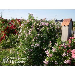 Jasmina® bogate grona pełnych , fioletowo-różowych kwiatów o mocno przyjemnym zapachu. Piękne błyszczące liście. Wysoki krzew.