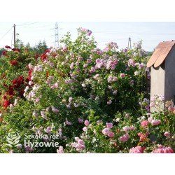 Jasmina® bogate grona pełnych , fioletowo-różowych kwiatów o mocno przyjemnym zapachu. Piękne błyszczące liście. Wysoki krzew.