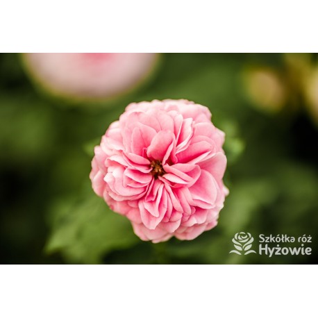 Larissa® pełny kwiat, jasnoróżowej barwy. Średniej wysokości  krzew