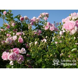 Jasmina® bogate grona pełnych , fioletowo-różowych kwiatów o mocno przyjemnym zapachu. Piękne błyszczące liście. Wysoki krzew.