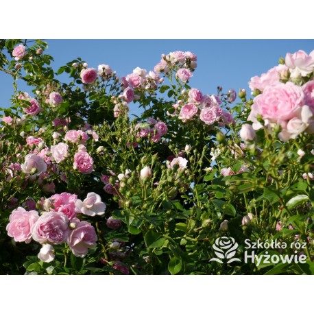 Jasmina® bogate grona pełnych , fioletowo-różowych kwiatów o mocno przyjemnym zapachu. Piękne błyszczące liście. Wysoki krzew.