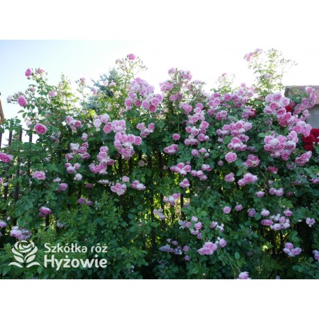 Jasmina® bogate grona pełnych , fioletowo-różowych kwiatów o mocno przyjemnym zapachu. Piękne błyszczące liście. Wysoki krzew.