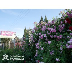 Jasmina® bogate grona pełnych , fioletowo-różowych kwiatów o mocno przyjemnym zapachu. Piękne błyszczące liście. Wysoki krzew.