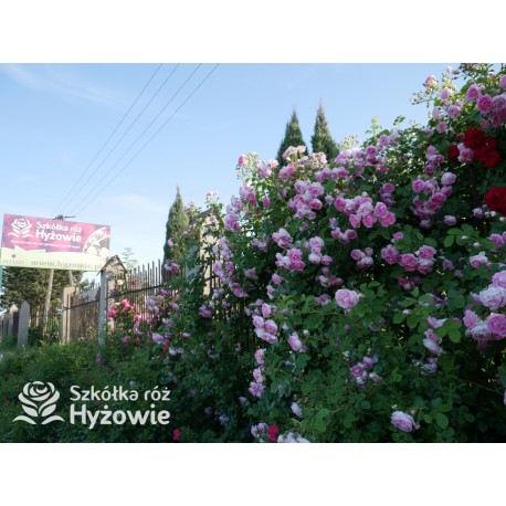 Jasmina® bogate grona pełnych , fioletowo-różowych kwiatów o mocno przyjemnym zapachu. Piękne błyszczące liście. Wysoki krzew.