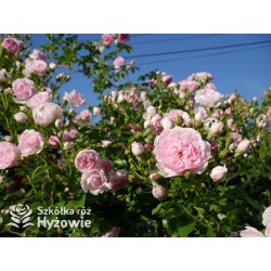 Jasmina® bogate grona pełnych , fioletowo-różowych kwiatów o mocno przyjemnym zapachu. Piękne błyszczące liście. Wysoki krzew.