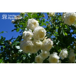 Alaska® Duże , pełne kwiaty o białej barwie i przyjemnym zapachu. Wysoki krzew.