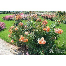 Arabia® duży kwiat, atrakcyjny układ płatków, pomarańczowa barwa, przyjemnie pachnie. Średniej wysokości krzew.