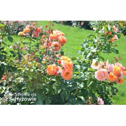 Arabia® duży kwiat, atrakcyjny układ płatków, pomarańczowa barwa, przyjemnie pachnie. Średniej wysokości krzew.