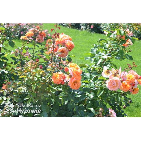 Arabia® duży kwiat, atrakcyjny układ płatków, pomarańczowa barwa, przyjemnie pachnie. Średniej wysokości krzew.