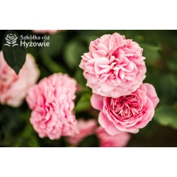 Larissa® pełny kwiat, jasnoróżowej barwy. Średniej wysokości  krzew