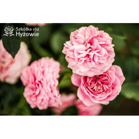 Larissa® pełny kwiat, jasnoróżowej barwy. Średniej wysokości  krzew