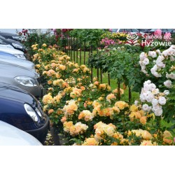 Hansestadt Rostock® Duże, pełne kwiaty o żółto-pomarańczowej barwie i przyjemnym zapachu. Soczyście zielone liście. Niski krzew.