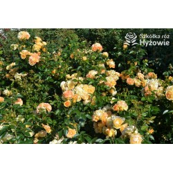 Hansestadt Rostock® Duże, pełne kwiaty o żółto-pomarańczowej barwie i przyjemnym zapachu. Soczyście zielone liście. Niski krzew.