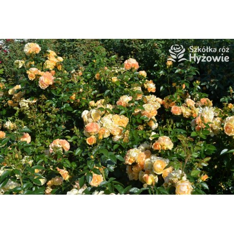 Hansestadt Rostock® Duże, pełne kwiaty o żółto-pomarańczowej barwie i przyjemnym zapachu. Soczyście zielone liście. Niski krzew.