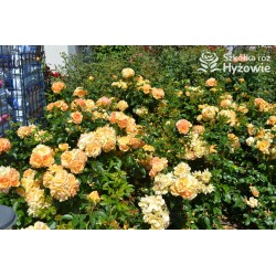 Hansestadt Rostock® Duże, pełne kwiaty o żółto-pomarańczowej barwie i przyjemnym zapachu. Soczyście zielone liście. Niski krzew.