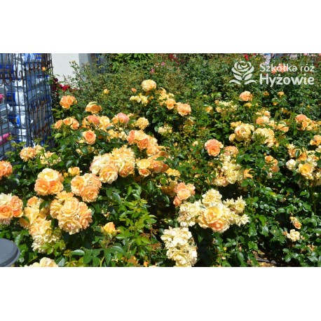 Hansestadt Rostock® Duże, pełne kwiaty o żółto-pomarańczowej barwie i przyjemnym zapachu. Soczyście zielone liście. Niski krzew.