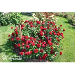 Jugendliebe® Duże kwiaty, mocno wypełnione płatkami,  o krwistoczerwonej barwie. Delikatnie pachnie.Niski krzew.