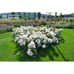 Sirius® Kremowej barwy kwiaty o przyjemnym zapachu. Błyszczący liść. Niski krzew.