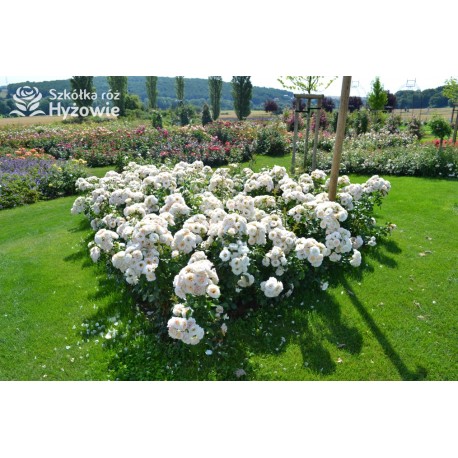 Sirius® Kremowej barwy kwiaty o przyjemnym zapachu. Błyszczący liść. Niski krzew.