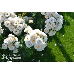 Sirius® Kremowej barwy kwiaty o przyjemnym zapachu. Błyszczący liść. Niski krzew.