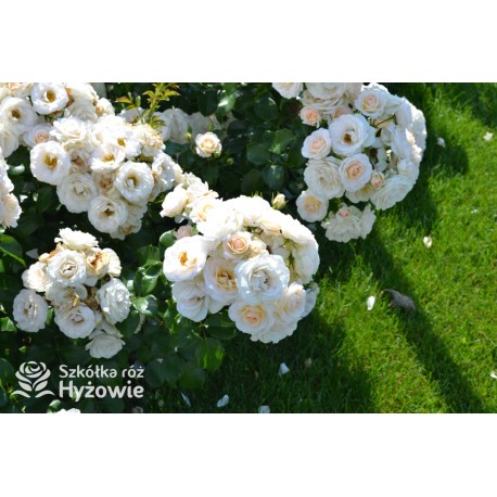 Sirius® Kremowej barwy kwiaty o przyjemnym zapachu. Błyszczący liść. Niski krzew.