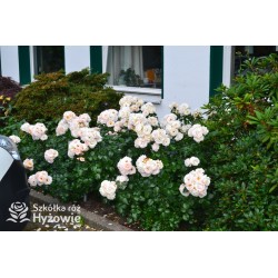 Sirius® Kremowej barwy kwiaty o przyjemnym zapachu. Błyszczący liść. Niski krzew.