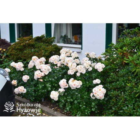 Sirius® Kremowej barwy kwiaty o przyjemnym zapachu. Błyszczący liść. Niski krzew.