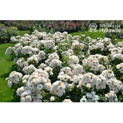 Sirius® Kremowej barwy kwiaty o przyjemnym zapachu. Błyszczący liść. Niski krzew.