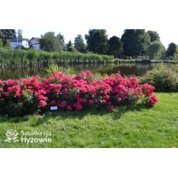 Stadt Rom® niesamowita liczba półpełnych kwiatów o ciemnoróżowej barwie. Mocno zielone liście. Niski krzew.