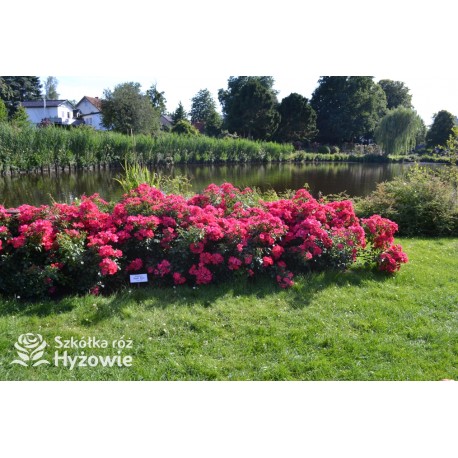 Stadt Rom® niesamowita liczba półpełnych kwiatów o ciemnoróżowej barwie. Mocno zielone liście. Niski krzew.