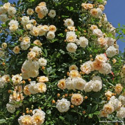 'Ghislaine De Feligonde' Drobne, pełne o kremowo-żółtej barwie kwiaty, bardzo przyjemnie pachnące. Wysoki krzew.