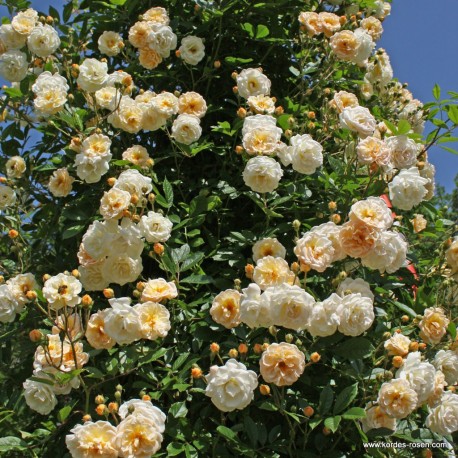 'Ghislaine De Feligonde' Drobne, pełne o kremowo-żółtej barwie kwiaty, bardzo przyjemnie pachnące. Wysoki krzew.