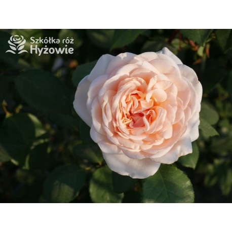 Courage® Ogromny, nabity płatkami kwiat, łososiowej barwy, bardzo przyjemnie pachnący. Błyszczący liść. Niski krzew.