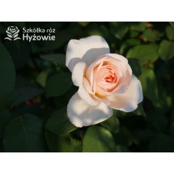 Courage® Ogromny, nabity płatkami kwiat, łososiowej barwy, bardzo przyjemnie pachnący. Błyszczący liść. Niski krzew.