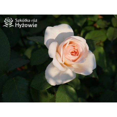 Courage® Ogromny, nabity płatkami kwiat, łososiowej barwy, bardzo przyjemnie pachnący. Błyszczący liść. Niski krzew.