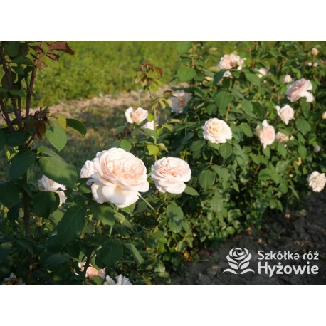 Courage® Ogromny, nabity płatkami kwiat, łososiowej barwy, bardzo przyjemnie pachnący. Błyszczący liść. Niski krzew.