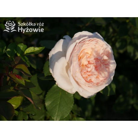 Courage® Ogromny, nabity płatkami kwiat, łososiowej barwy, bardzo przyjemnie pachnący. Błyszczący liść. Niski krzew.