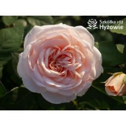 Courage® Ogromny, nabity płatkami kwiat, łososiowej barwy, bardzo przyjemnie pachnący. Błyszczący liść. Niski krzew.