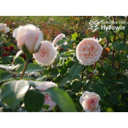 Courage® Ogromny, nabity płatkami kwiat, łososiowej barwy, bardzo przyjemnie pachnący. Błyszczący liść. Niski krzew.