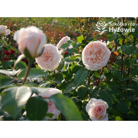 Courage® Ogromny, nabity płatkami kwiat, łososiowej barwy, bardzo przyjemnie pachnący. Błyszczący liść. Niski krzew.